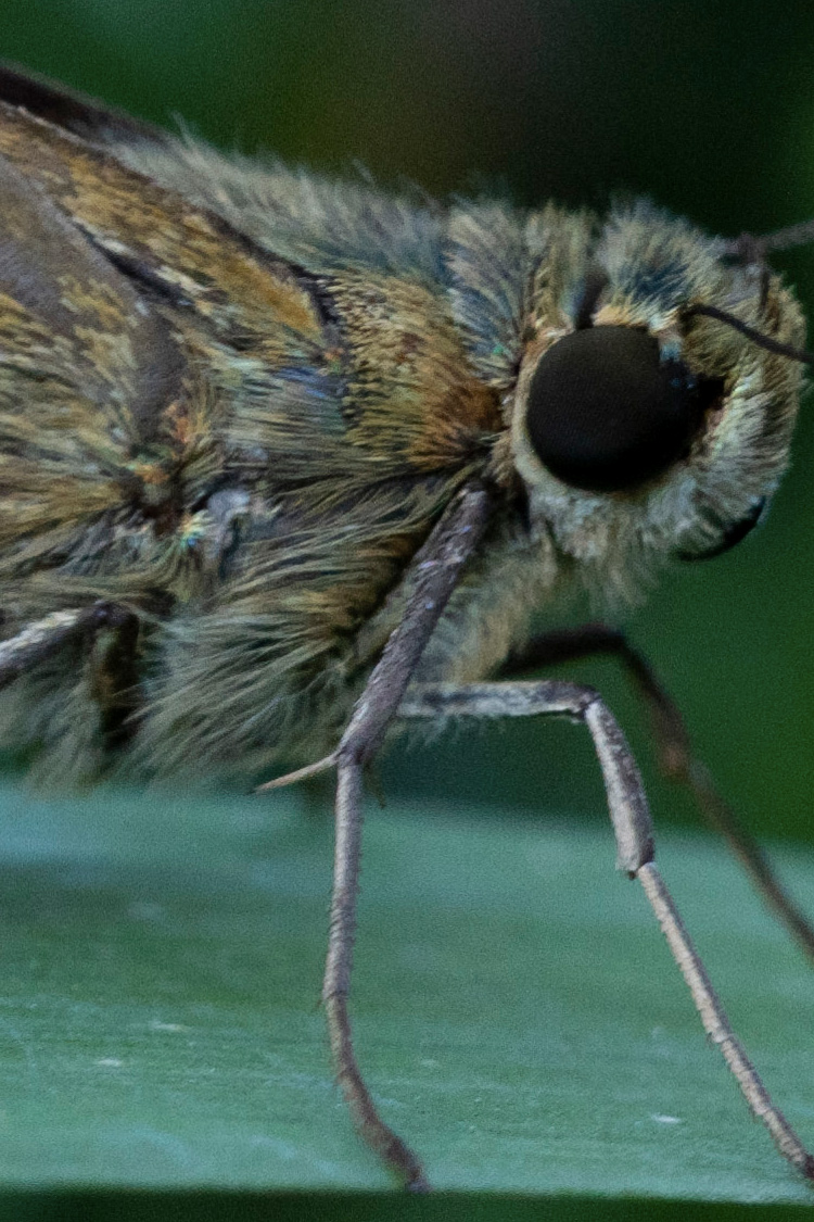 イチモンジセセリの画像