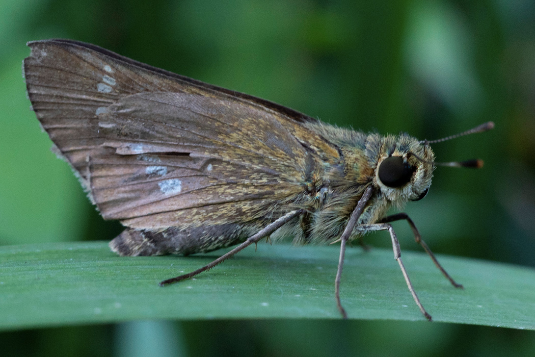 イチモンジセセリのページ