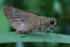 イチモンジセセリの色