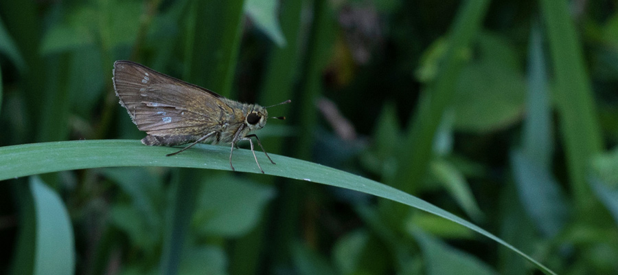 イチモンジセセリの写真