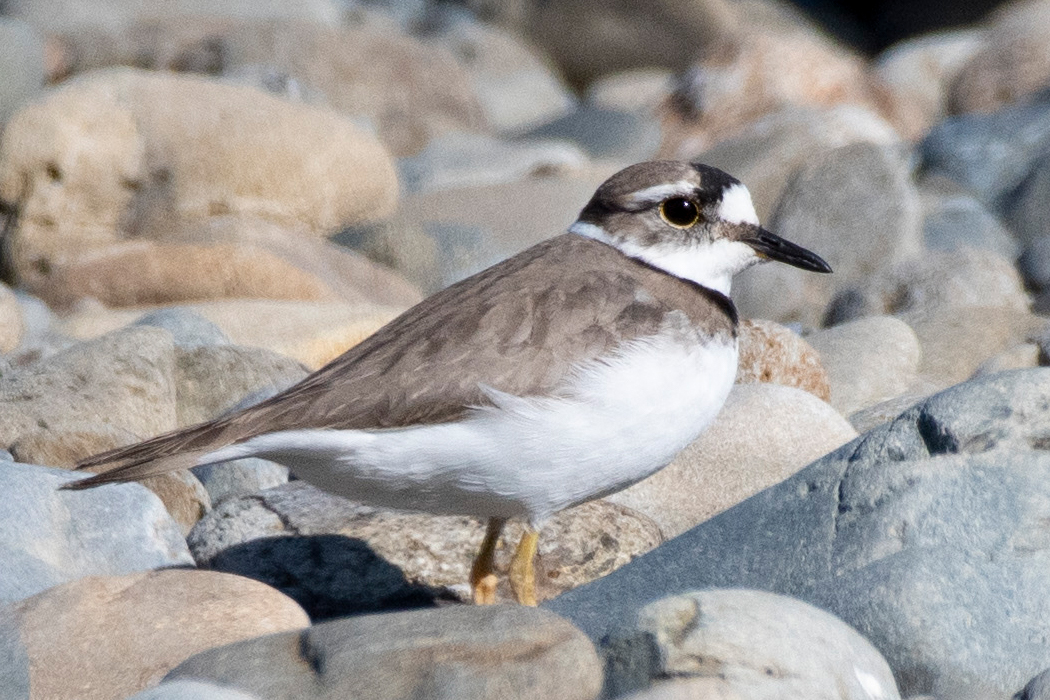 イカルチドリのページ