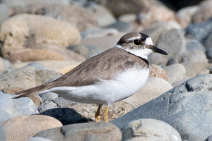 イカルチドリの色