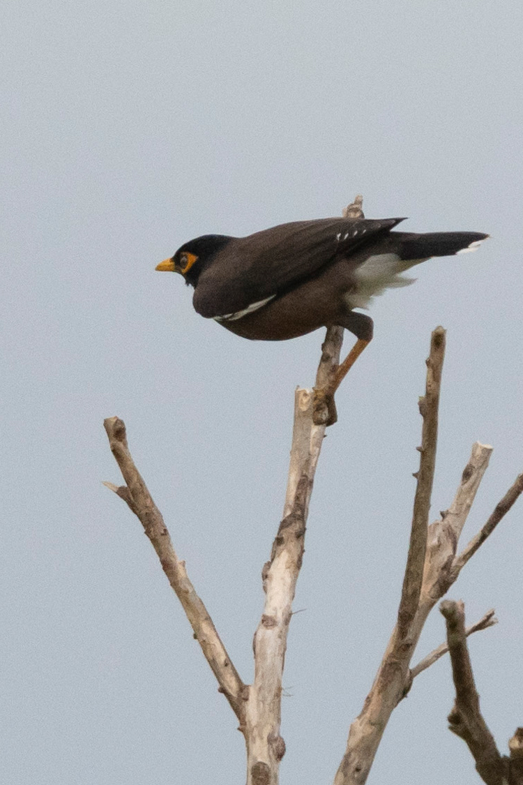 インドハッカの画像