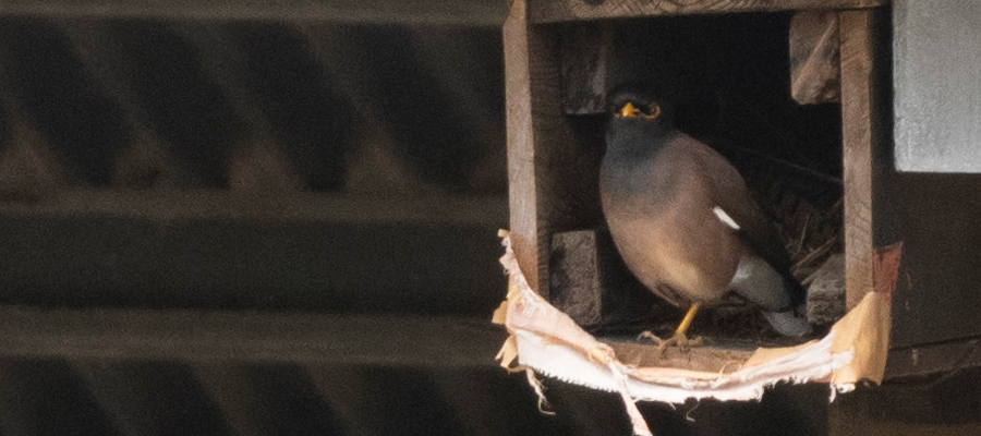 インドハッカの写真