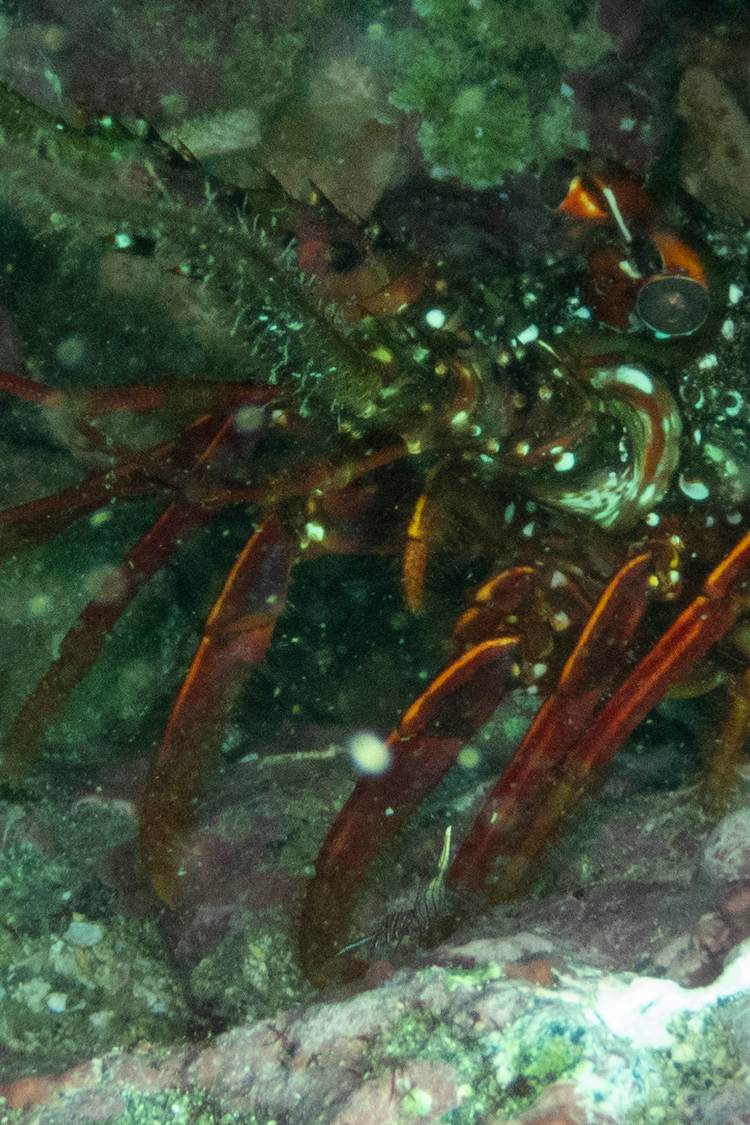 イセエビの画像