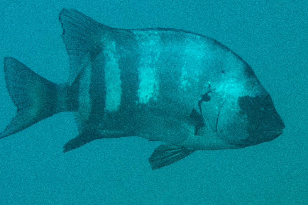 イシダイのページ