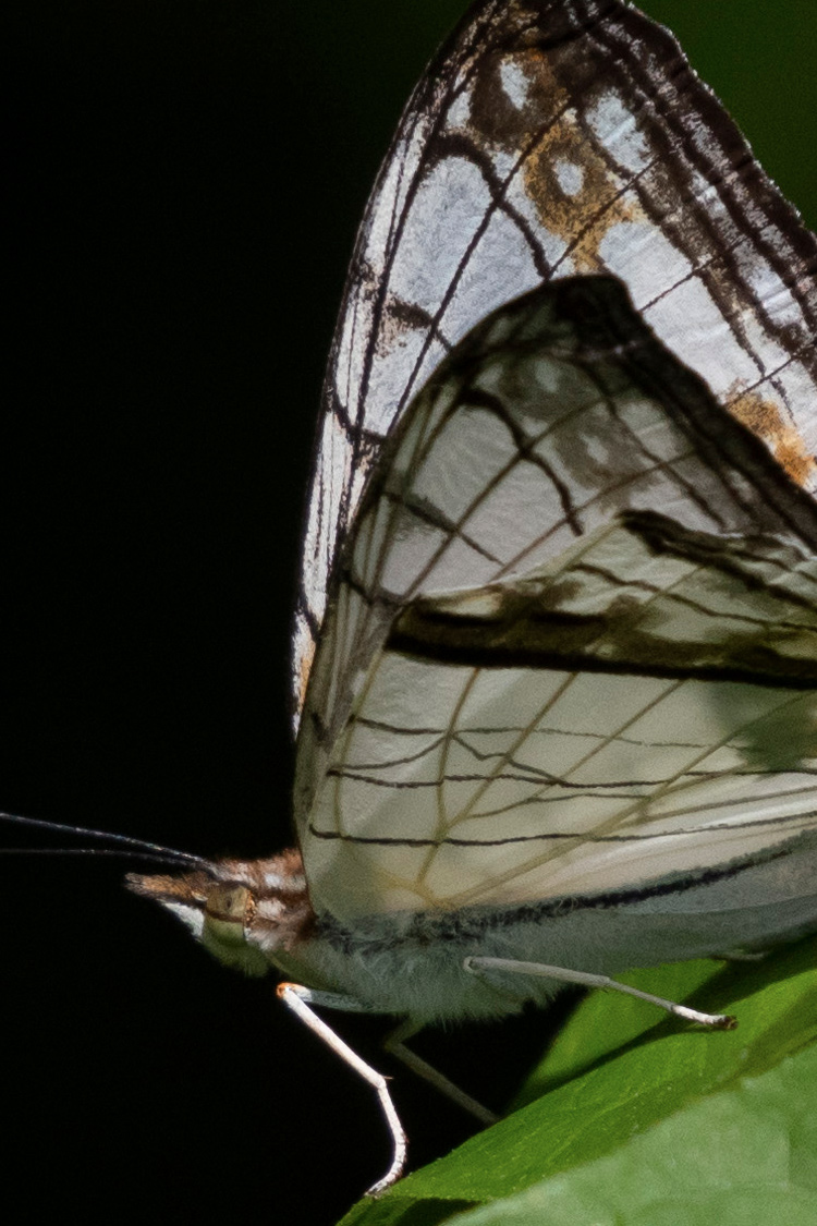 イシガケチョウの画像