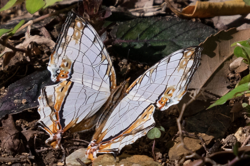 イシガケチョウのページ