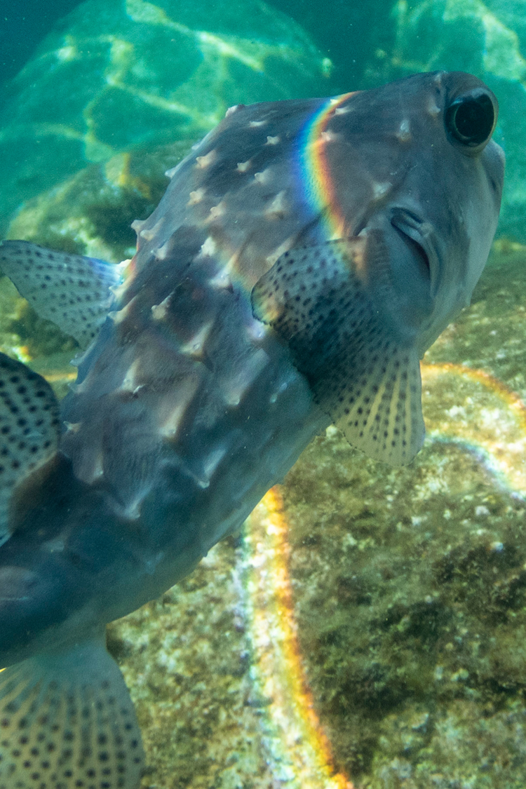 イシガキフグの画像