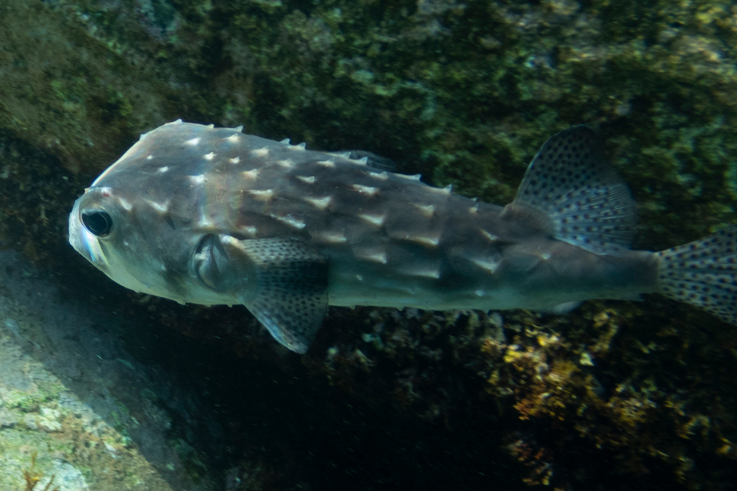 イシガキフグのページ