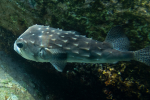 イシガキフグの色