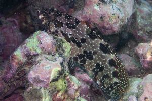 イシガキハタの色