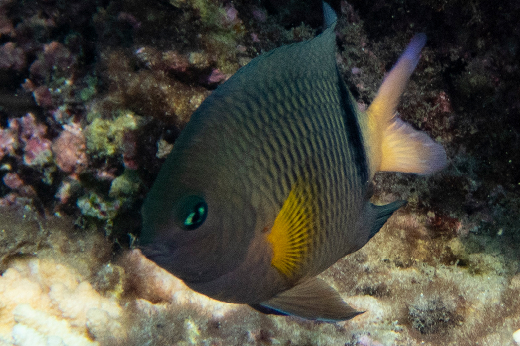 イシガキスズメダイのページ