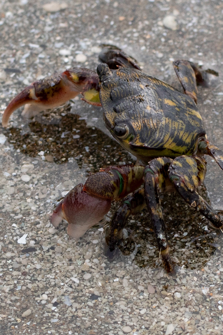 イソガニの画像