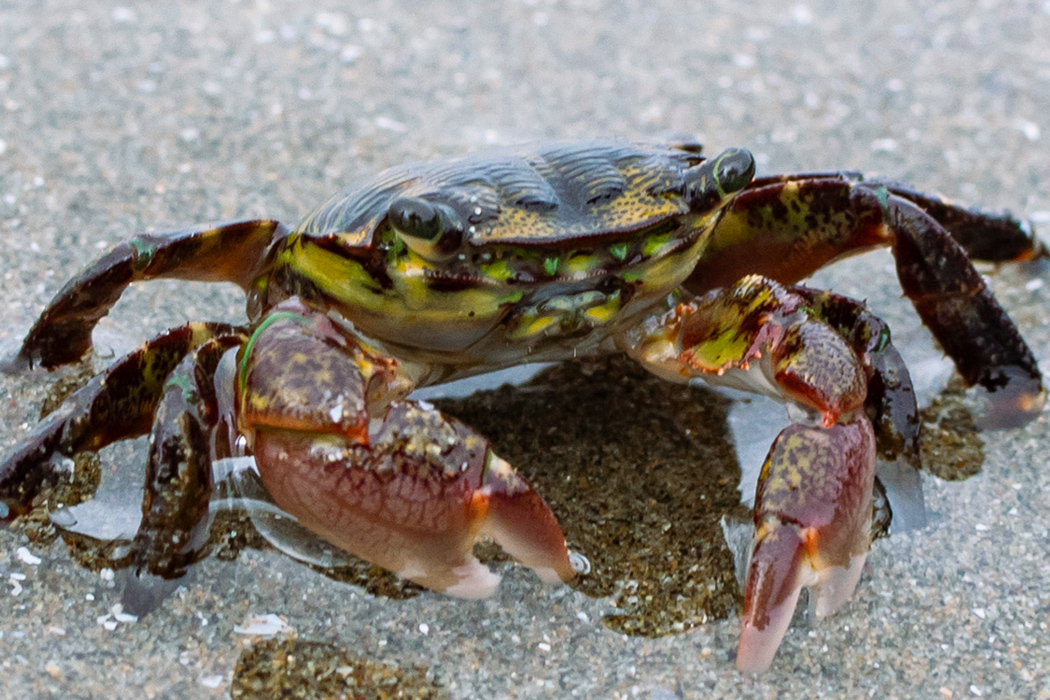 イソガニのページ