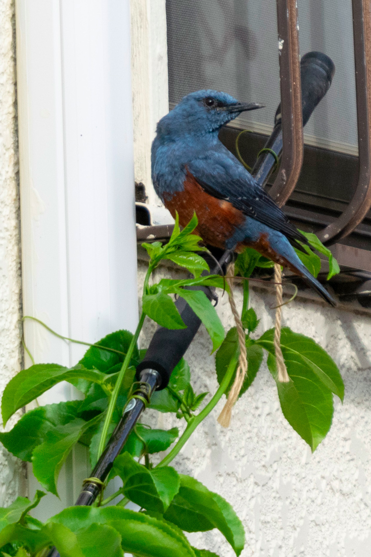 イソヒヨドリの画像