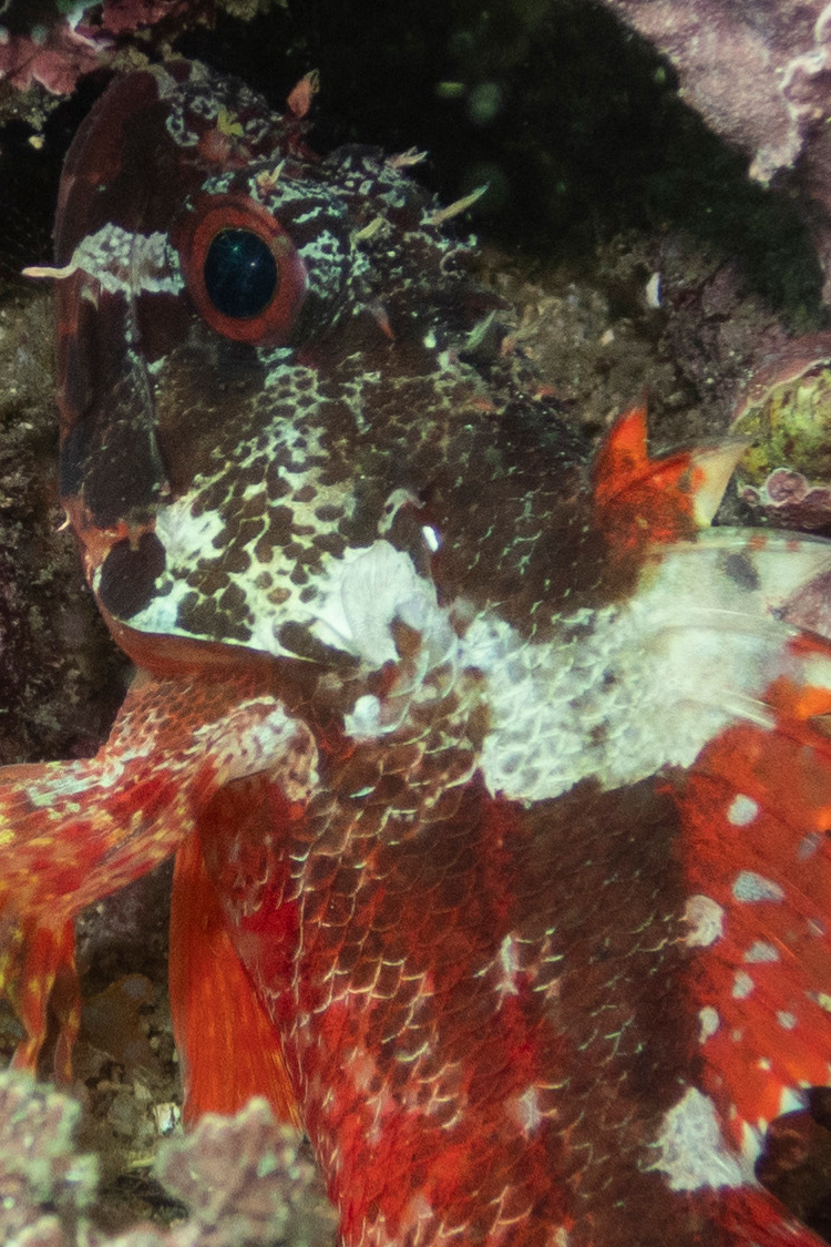 イソカサゴの画像