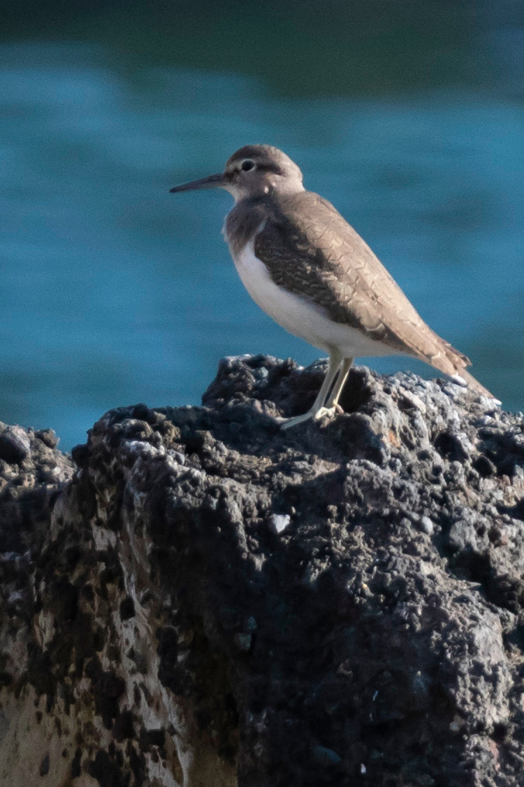 イソシギの画像