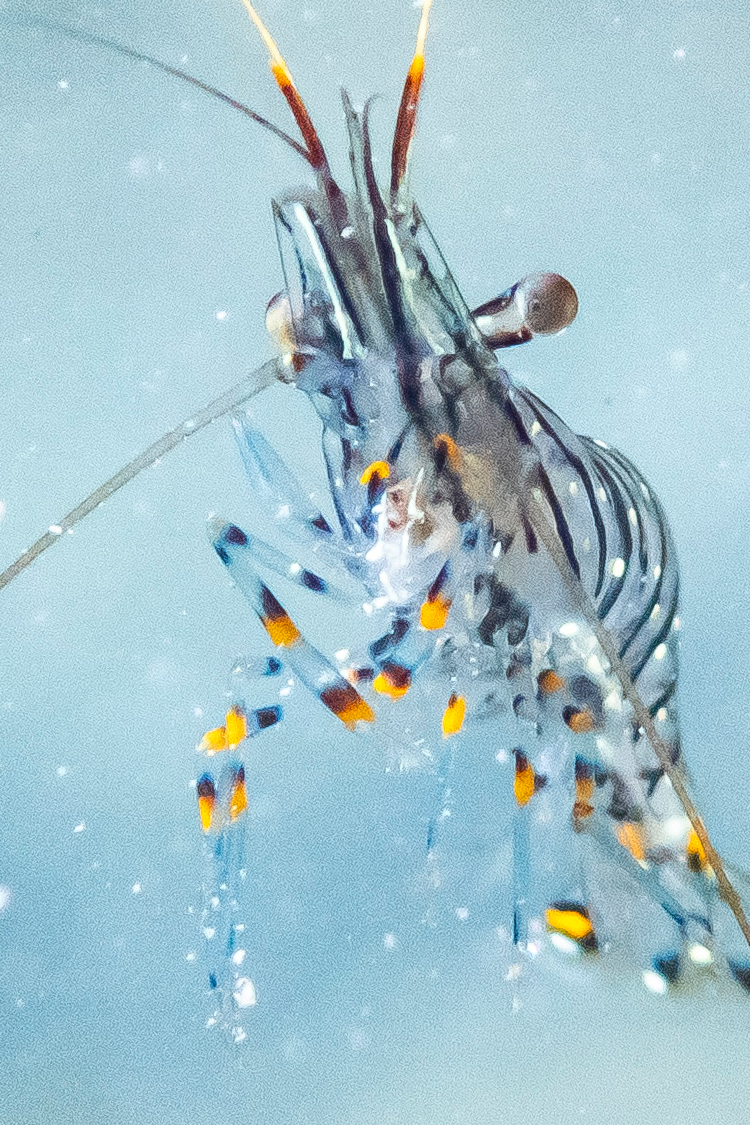 イソスジエビの画像