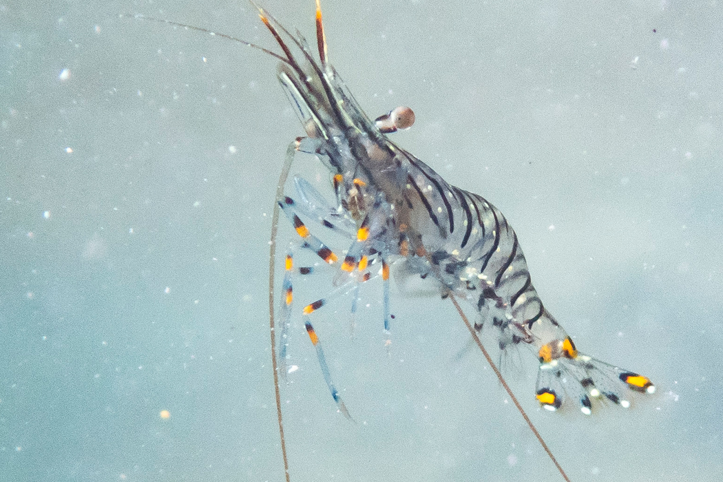 イソスジエビのページ