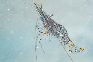 イソスジエビの色