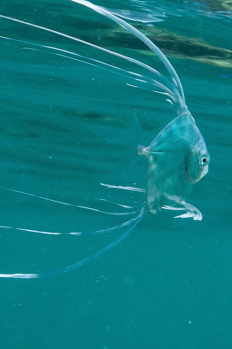 イトヒキアジの画像