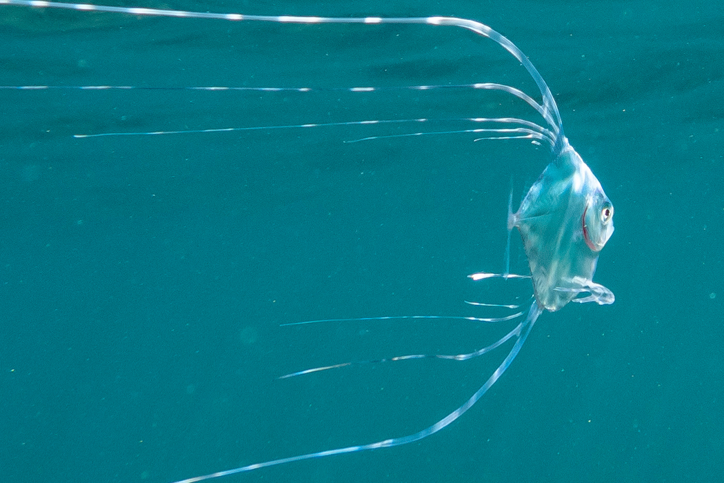 イトヒキアジのページ