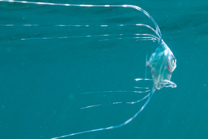 イトヒキアジの色