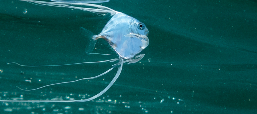 イトヒキアジの写真