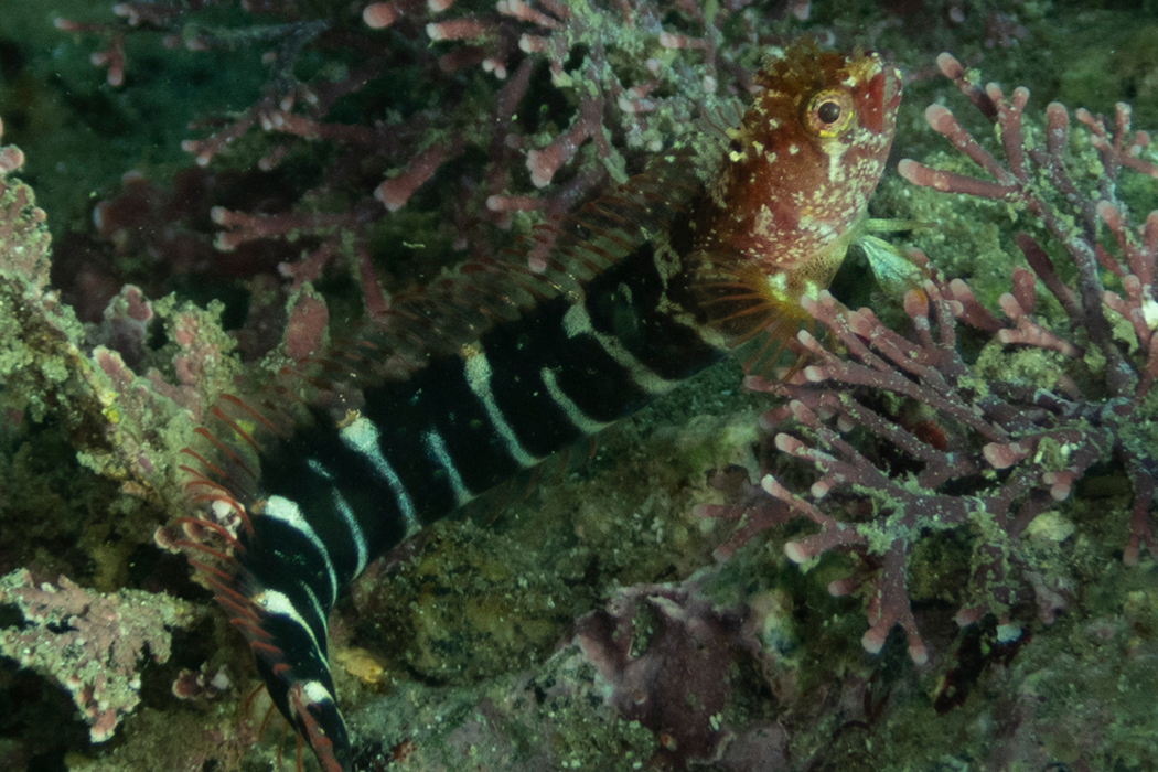 イワアナコケギンポのページ