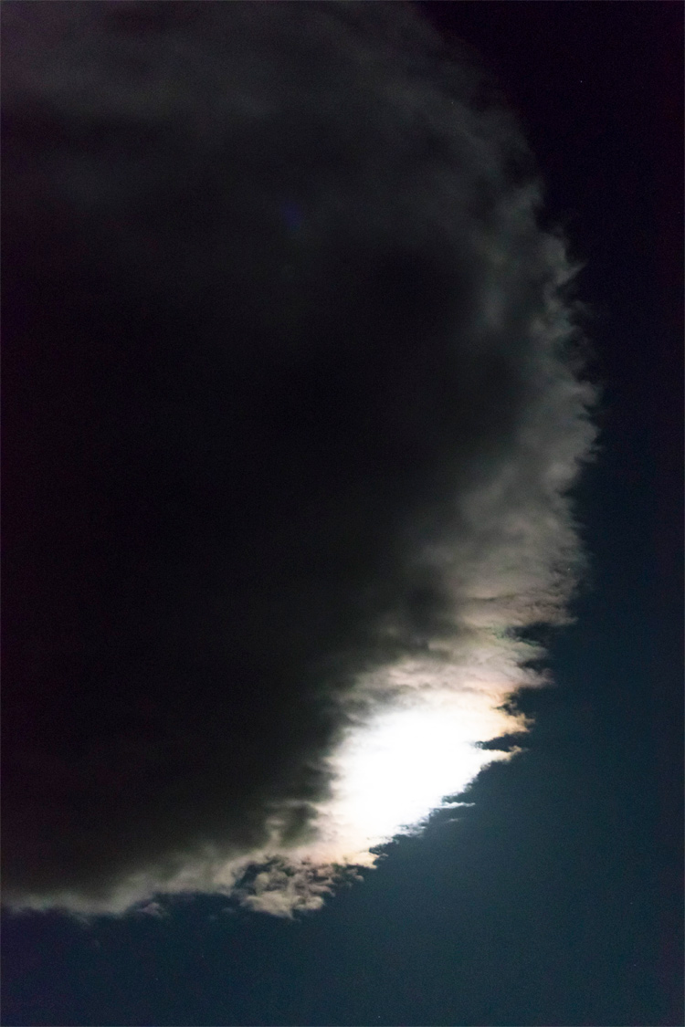 イワガニの画像