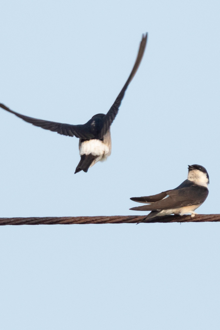 イワツバメの画像