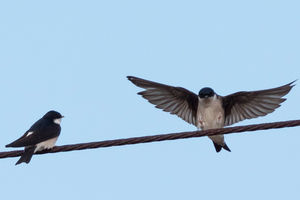 イワツバメの色