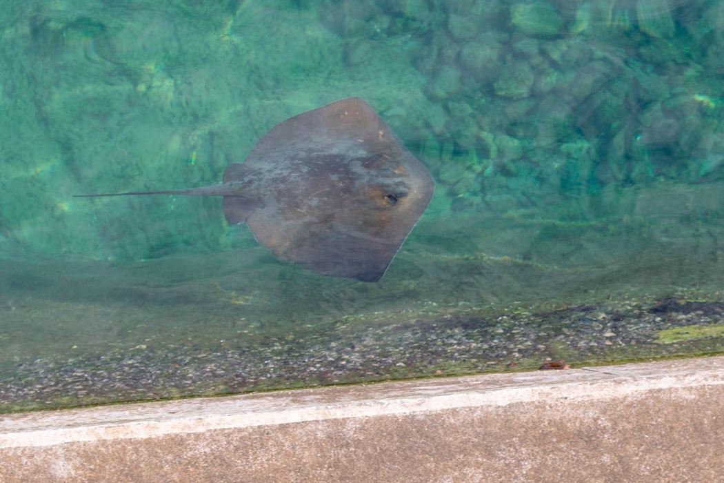 イズヒメエイのページ