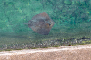 イズヒメエイの色
