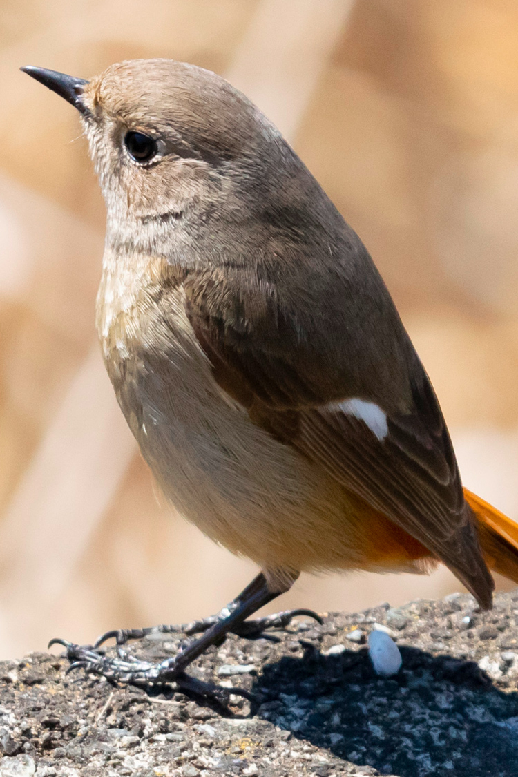 ジョウビタキの画像