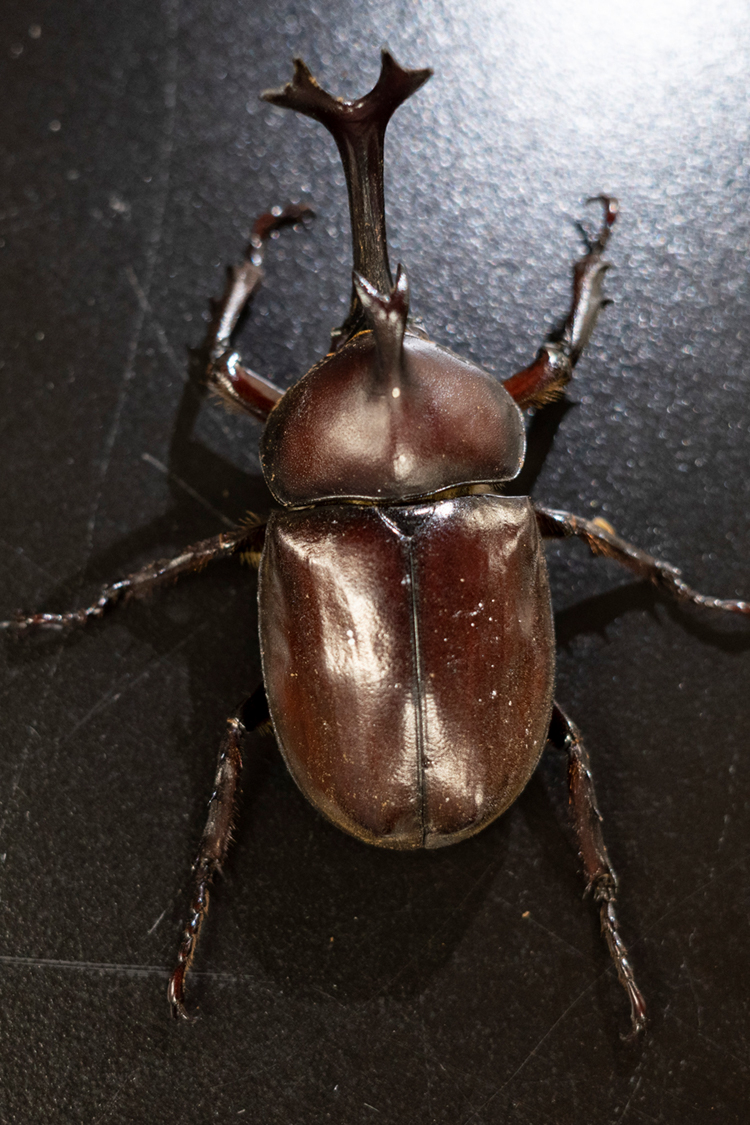 カブトムシの画像