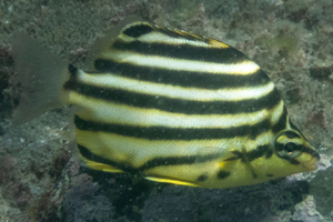 カゴカキダイの色