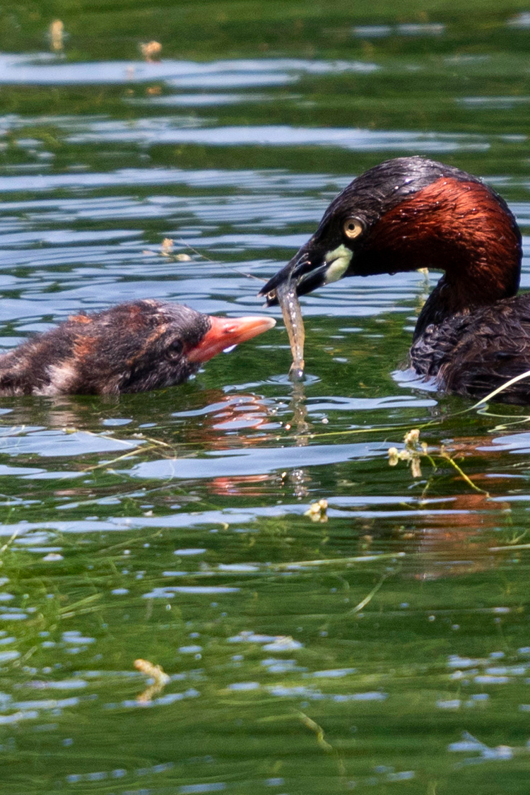 カイツブリの画像