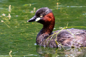 カイツブリの色