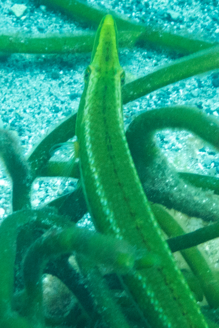 カマスベラの画像