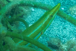 カマスベラの色