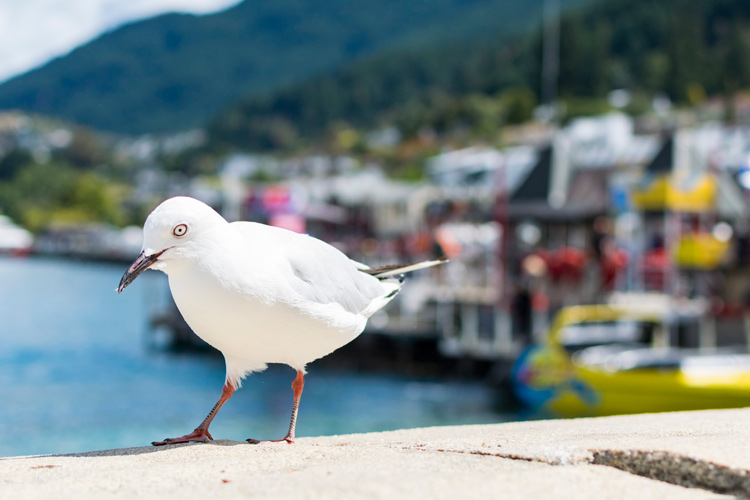 カモメのページ