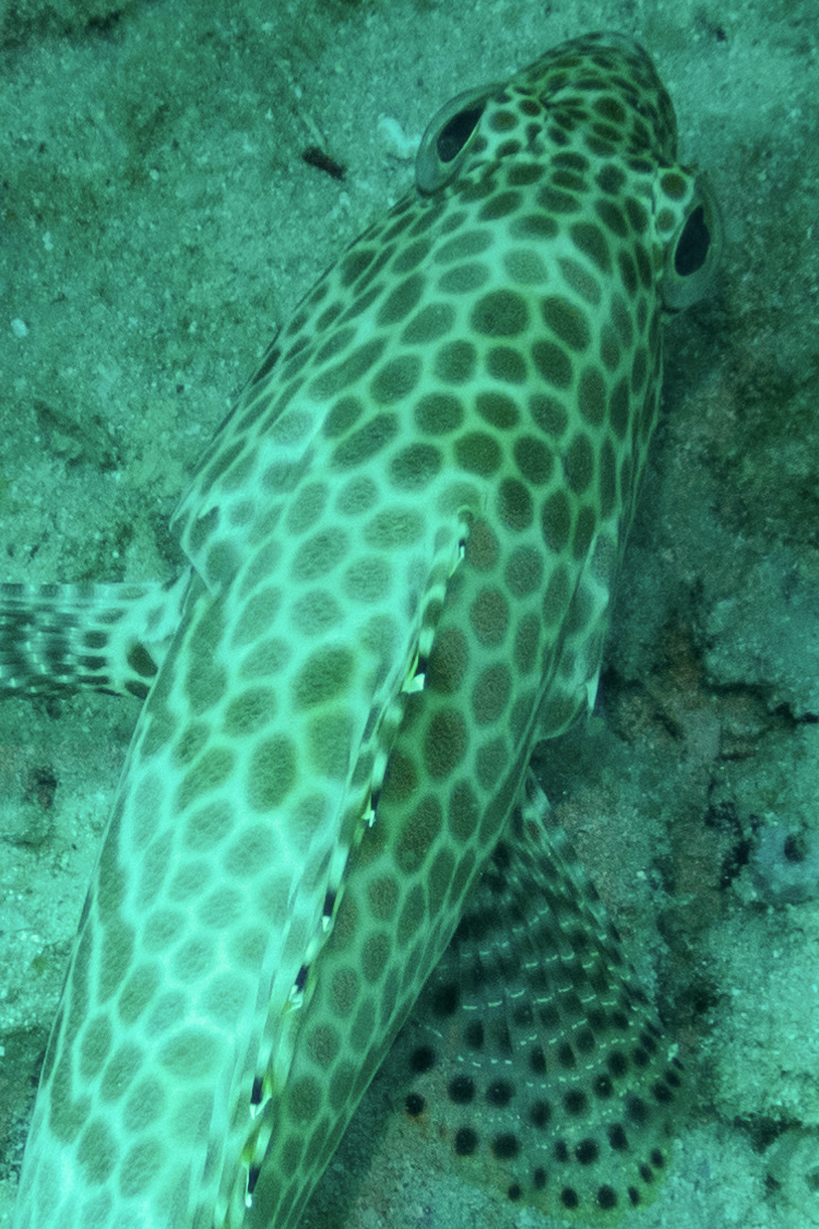 カンモンハタの画像