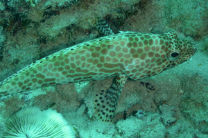 カンモンハタの色