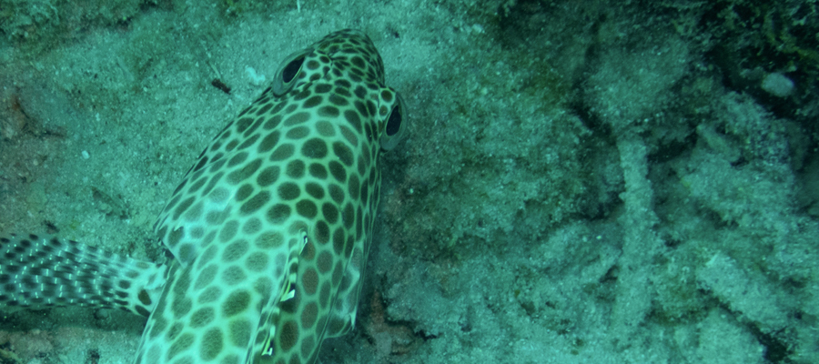 カンモンハタの写真