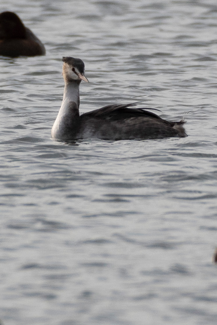 カンムリカイツブリの画像