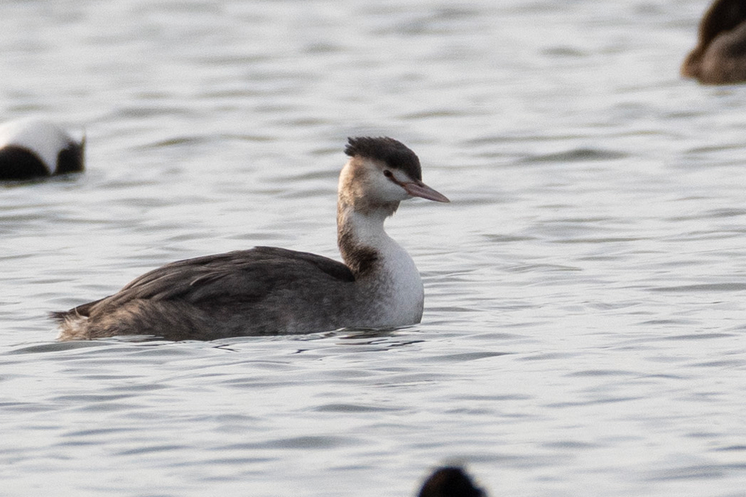 カンムリカイツブリのページ