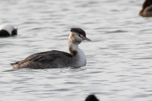 カンムリカイツブリの色