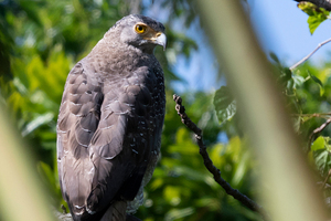 カンムリワシの色